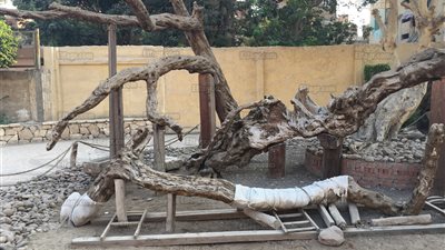 تعرف على نوع شجرة مريم.. وأسطورة 