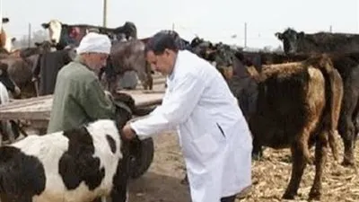 تحصين 23 ألف رأس ماشية ضد الحمى القلاعية بالأقصر