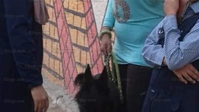 مصدر أمني يكشف حقيقة إطلاق سيدة كلب مفترس على طفل أمام مدرسة بالنزهة