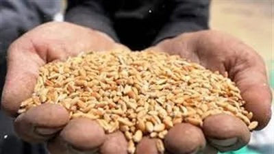 الأردن يشتري 60 ألف طن من علف الشعير في مناقصة