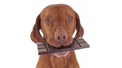 تعرف على خطورة الشوكولاتة لبعض الحيوانات