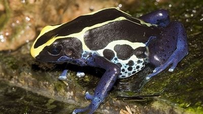 معلومات شيقة عن ضفدع السهم السام.. تعرف عليها