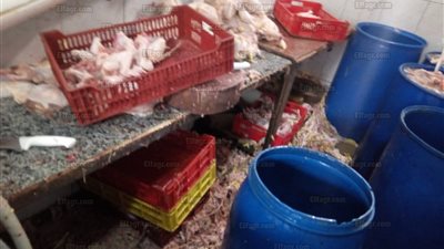 ضبط طن و287 كيلو دواجن فاسدة داخل مجزر بالتبين (صور)