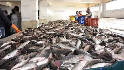 رئيس هيئة الثروة السمكية: 