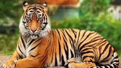 معلومات شيقة عن حيوان النمر 