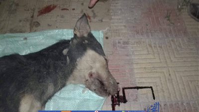 قتل سلعوة عقرت 12 طالب بإحدى مدارس الخانكة (صور)