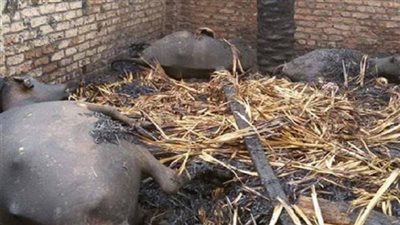 عاجل.. نشوب حريق بمخزن قش في الشرقية.. و6 سيارات للسيطرة على النيران