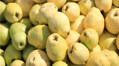 السعودية ترفع الحظر عن صادرات الجوافة المصرية