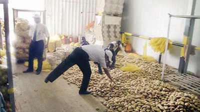 جمعية منتجي البطاطس: الأسعار ستصل لـ25 جنيهًا في هذه الحالة 