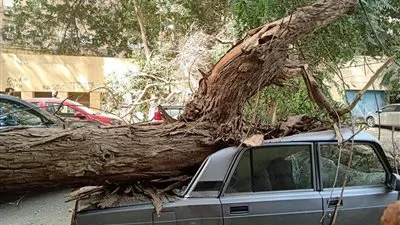 ذعر بالزمالك بعد سقوط الأشجار على السيارات (صور)