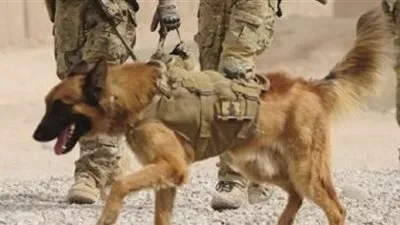 منح كلب في الجيش الأسترالي وسام الشجاعة لجهوده بأفغانستان