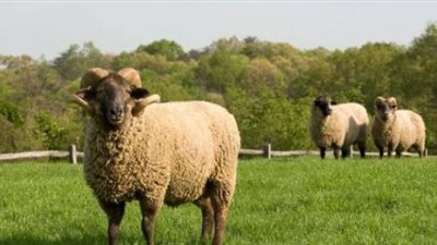 حكم الأكل من ذبيحة تارك الصلاة عمداً