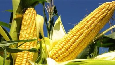 ارتفاع واردات الذرة لـ7.08 مليون طن بـ9 أشهر