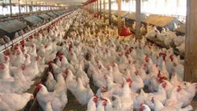 أحدهما زيادة أسعار الدواجن المجمدة..