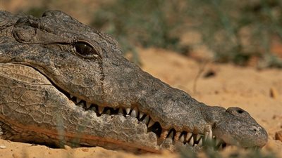 تعرف على سر دموع التمساح!