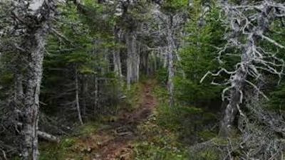 شاهد.. الأرض تتنفس فى غابات كندا