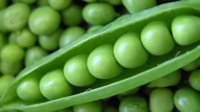 البسلة تسجل 15 جنيهًا اليوم الأحد في أسواق الإسماعيلية