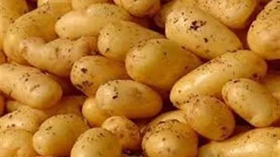 توزيع 182 طن بطاطس بسعر 5 جنيها في محافظة الغربية