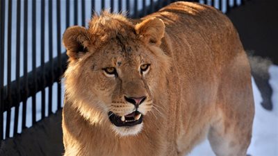 شاهد لحظة هجوم الأسد على طفلة في عرض في روسيا 