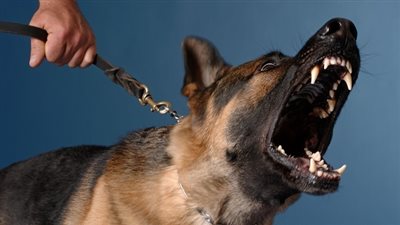 ما لا تعرفه عن أسباب نباح الكلب