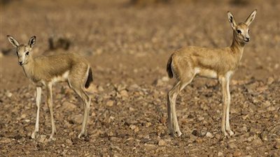 صدى- السعودية| غدا.. إطلاق 