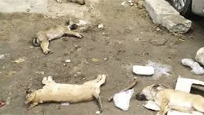 منى خليل: إلقاء سم الكلاب في الشارع يٌشكل خطرًا على الإنسان والحيوان  