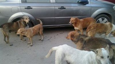 رئيس حي الشرابية: إطلاق حملة لتسميم الكلاب الضالة بالتنسيق مع 