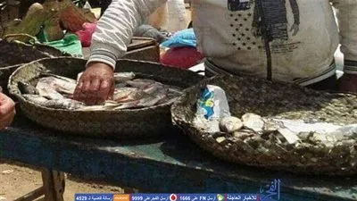 بيطري الشرقية: ضبط وإعدام 500 كيلو جرام أسماك غير صالحة للإستهلاك الآدمي بمدينة العاشر من رمضان
