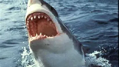 الغرامة 5 ألف جنيه لصائد أسماك القرش بالغردقة