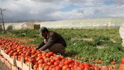 تعرف على صادرات الإسماعيلية من الخضروات والفاكهة إلى الأسواق الأوروبية 