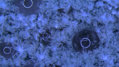 تعرف أكثر علي السموم الفطرية.. وكيفية الوقاية منها 