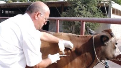 أعراضها وطرق العلاج.. كل ما تريد معرفته عن الحمى القلاعية