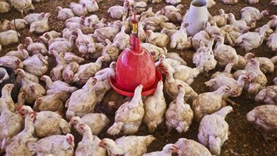 حقيقة حقن الدواجن بالهرمونات لزيادة الإنتاج