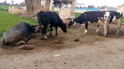 حملة تحصين المواشي ضد مرض الحمى القلاعية بالغربية تواصل أعمالها