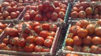الطماطم تتراجع.. أسعار الخضروات اليوم الأربعاء 14-11-2018 في سوق العبور