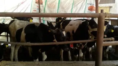  تحصين 90.7%من الثروة الحيوانية بالدقهلية