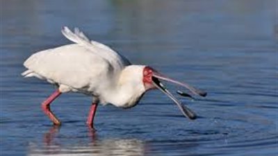 مؤتمر دولي في جربة هو الاول في تونس حول حماية طائر ابو ملعقة