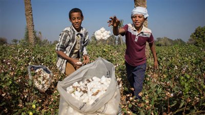 الذهب الأبيض على الهاوية.. إجراءات حكومية غير كافية والمزارعون: 