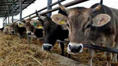 القصرين: المصالح البيطرية والصحية والفلاحية تؤكد سلامة قطيع أبقار المركب الفلاحي 