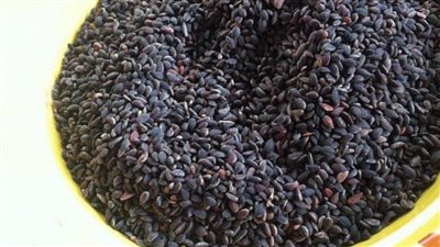 قفصة: تسجيل مخالفات ضد محلات بيع مادة الزقوقو والفواكه الجافة