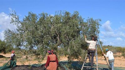 انطلاق موسم جني الزيتون وتحويله ببنزرت