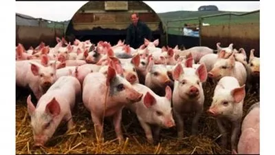 الصين تعلن عن 4 بؤر جديدة لحمى الخنازير الأفريقية