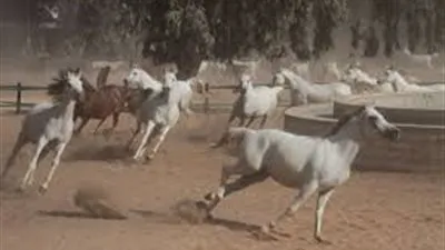 محطة الزهراء.. كل ما تريد معرفته عن أكبر مزرعة خيول أصيلة في الشرق الأوسط