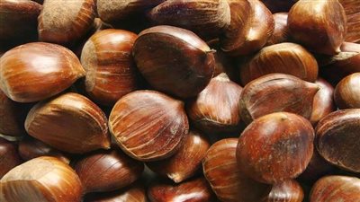 تعرف على فوائد 