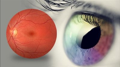 معلومات شيقة عن خلايا شبكية العين.. اكتشفها