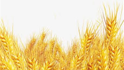 ضبط موظف بتهمة التلاعب في أرصدة القمح لبيعها في السوق السوداء