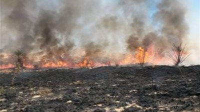 مصدر أمني يوضح حقيقة نشوب حريق بأرض زراعية في واحة سيوة