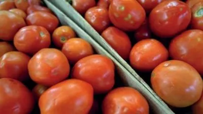 الجامعة الجهوية للطماطم بنابل تعتبر منظومة الطماطم المعدة للتحويل كارثية