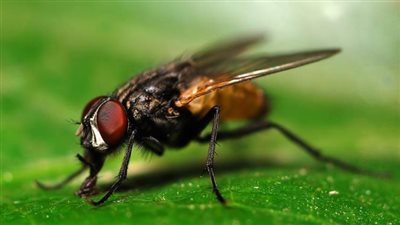 معلومات خطيرة عن 