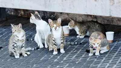 ناشطة بيئية عن قرار تصدير الكلاب والقطط: كارثة ويجب الرجوع عنه 